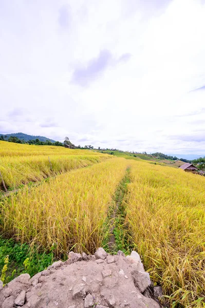 Bong Piang Rice Terraces Chiang Mai Province Thailand — Photo