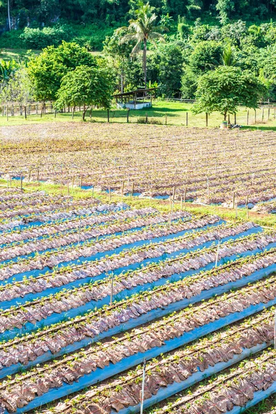 Erdbeerfarm Chiangmai Thailand — Stockfoto