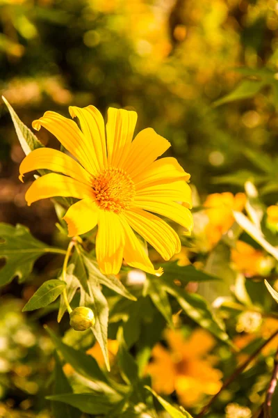 Meksykański Słonecznik Przyrodzie Tajlandia — Zdjęcie stockowe