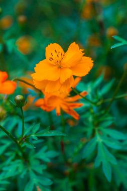 Sarı cosmos Çiçek bahçesinde, Tayland.