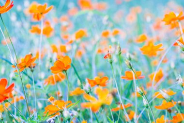 Sarı cosmos Çiçek bahçesinde, Tayland.