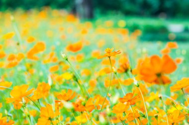 Sarı cosmos Çiçek bahçesinde, Tayland.