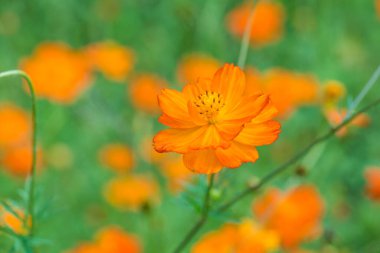 Sarı cosmos Çiçek bahçesinde, Tayland.