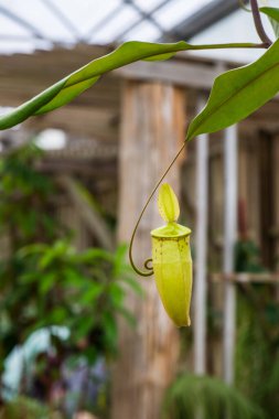Ağaç, Tayland 'da Atıcı Bitkisi veya Maymun Kupası.