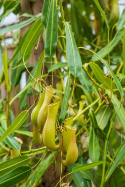 Ağaç, Tayland 'da Atıcı Bitkisi veya Maymun Kupası.