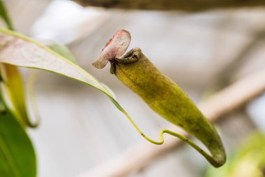 Ağaç, Tayland 'da Atıcı Bitkisi veya Maymun Kupası.