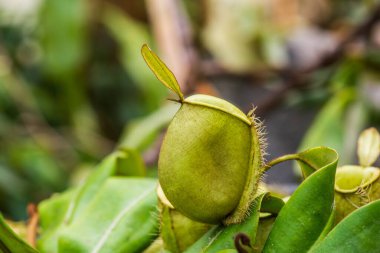 Ağaç, Tayland 'da Atıcı Bitkisi veya Maymun Kupası.