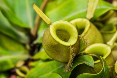 Ağaç, Tayland 'da Atıcı Bitkisi veya Maymun Kupası.