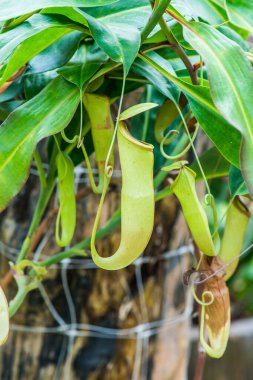 Ağaç, Tayland 'da Atıcı Bitkisi veya Maymun Kupası.