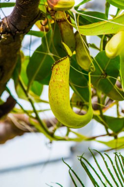 Ağaç, Tayland 'da Atıcı Bitkisi veya Maymun Kupası.