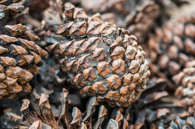Bitki için çam kozalakları, Tayland.