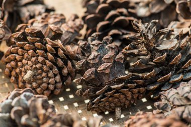 Bitki için çam kozalakları, Tayland.