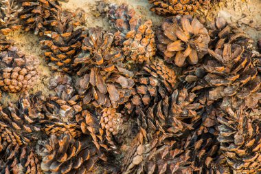 Bitki için çam kozalakları, Tayland.