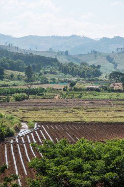 Tayland pirinç tarlasının en üst manzarası..