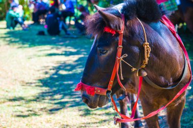 Atın yüzü, Tayland.