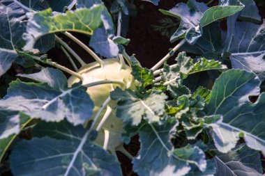 Tayland 'da Kohlrabi Bahçesi.