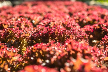 Hidroponik sebze bahçesinde Kızıl Mercan, Tayland.