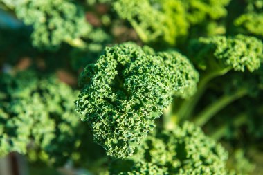 Tayland 'da Mor Kıvırcık Kale Bahçesi.