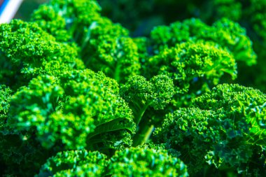 Tayland 'da Mor Kıvırcık Kale Bahçesi.