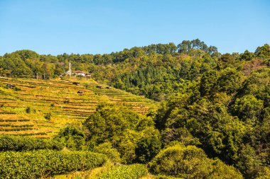 Manzara Görünümü Çay Çiftliği 2000, Tayland.