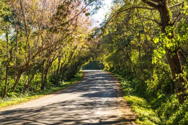 Doi Ang Khang, Tayland 'da kiraz çiçeği tüneli.