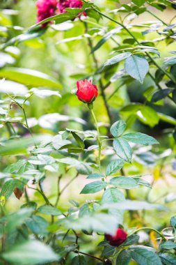Red rose in the garden, Thailand.
