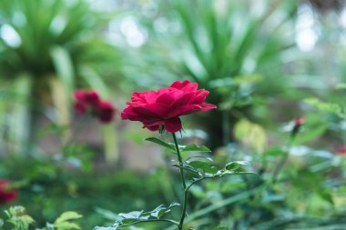 Red rose in the garden, Thailand.