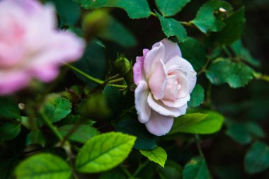 Pink rose in the garden, Thailand.