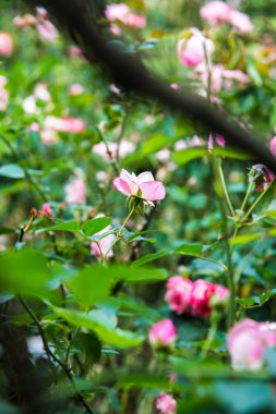 Pink rose in the garden, Thailand.