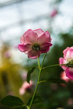 Pink rose in the garden, Thailand.