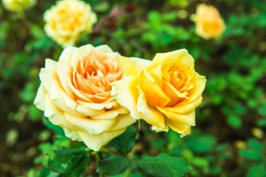 Bahçede portakal gülü, Tayland.