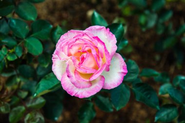 Pink rose in the garden, Thailand.