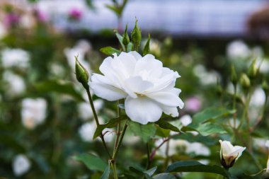 White rose in the garden, Thailand.