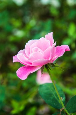 Pink rose in the garden, Thailand.