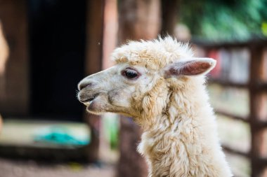 Tayland, Tayland 'da beyaz Alpaca Vicugna paketleri.