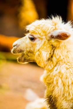 Tayland, Tayland 'da beyaz Alpaca Vicugna paketleri.