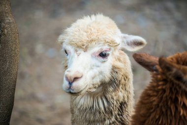 Tayland, Tayland 'da beyaz Alpaca Vicugna paketleri.