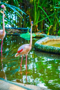 Tayland 'da daha büyük flamingo.