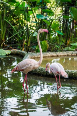 Tayland 'da daha büyük flamingo.