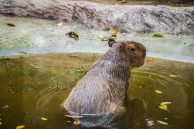 Tayland 'da Capybara.