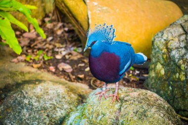 Tayland 'da Victoria Taçlı Güvercin Kuşu.