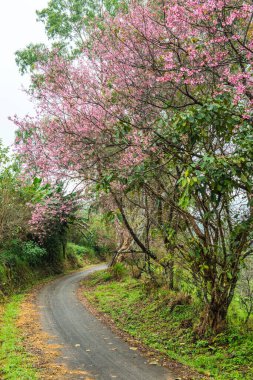 Kuhn Wang kraliyet projesinde küçük yolu olan vahşi Himalaya kiraz çiçekleri, Tayland.