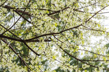 Khun Wang Kraliyet Projesi 'nde Himalaya kiraz çiçekleri, Tayland.