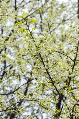 Khun Wang Kraliyet Projesi 'nde Himalaya kiraz çiçekleri, Tayland.