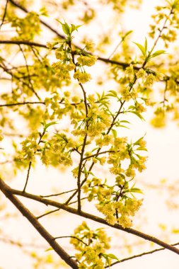 Khun Wang Kraliyet Projesi 'nde Himalaya kiraz çiçekleri, Tayland.