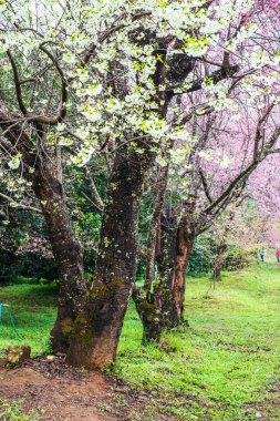 Wild Himalayan Cherry in Khun Wang royal project, Thailand.