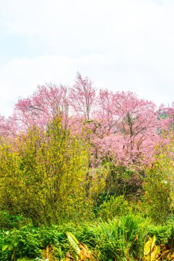 Wild Himalayan Cherry in Khun Wang royal project, Thailand.