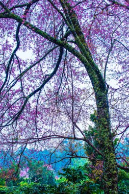 Wild Himalayan Cherry in Khun Wang royal project, Thailand.