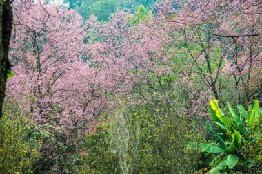 Wild Himalayan Cherry in Khun Wang royal project, Thailand.