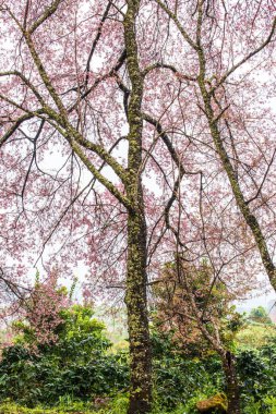 Wild Himalayan Cherry in Khun Wang royal project, Thailand.